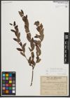 Foto von Salix myrtilloides L. x Salix repens L.